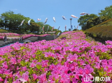 永源山公園のつつじ