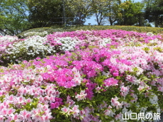 永源山公園のつつじ