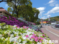 永源山公園のつつじ