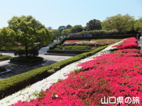 永源山公園のつつじ