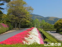 永源山公園のつつじ