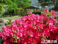 永源山公園のつつじ
