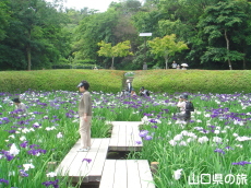 周南緑地公園の花菖蒲