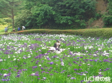 周南緑地公園の花菖蒲