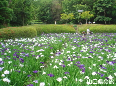 周南緑地公園の花菖蒲