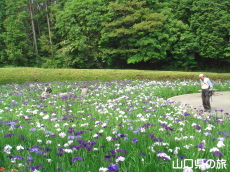 周南緑地公園の花菖蒲