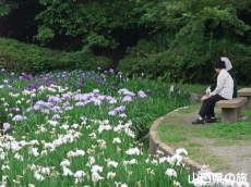 周南緑地公園の花菖蒲