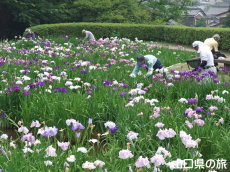 周南緑地公園の花菖蒲
