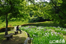 周南緑地公園の花菖蒲