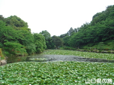 周南緑地公園の西緑地の池