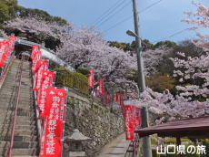 川崎観音の桜