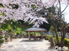 川崎観音の桜