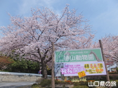 徳山動物園の桜