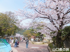 徳山動物園の桜