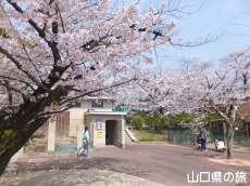 徳山動物園の桜