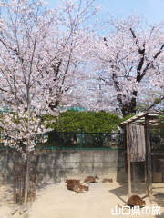 徳山動物園の桜