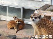 ミーアキャット
