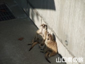 ミーアキャット