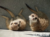 ミーアキャット