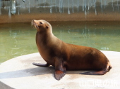 アシカ