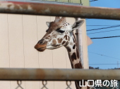 キリン