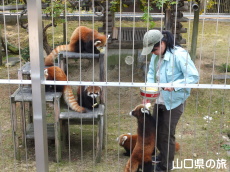 レッサーパンダのお昼ご飯