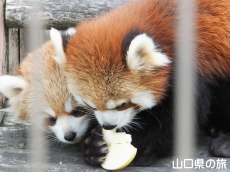 レッサーパンダの昼食