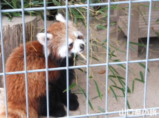 レッサーパンダ
