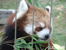 レッサーパンダ