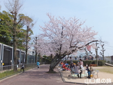 徳山動物園の桜