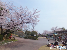 徳山動物園の桜