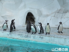 ペンギン