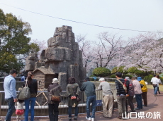 徳山動物園の桜