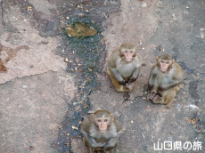 徳山動物園のサル