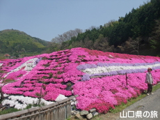 かのじの芝桜