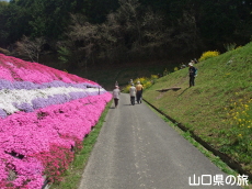 かのじの芝桜