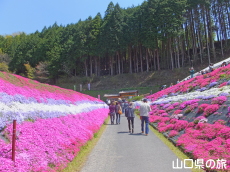 芝桜交流の里