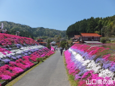 芝桜交流の里
