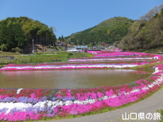 芝桜交流の里