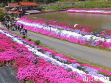 芝桜交流の里