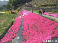 芝桜交流の里