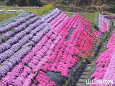 芝桜交流の里