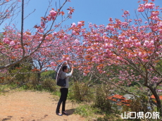 八重桜山展望所