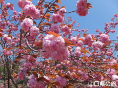 八重桜山展望所