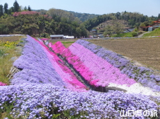 芝桜交流の里