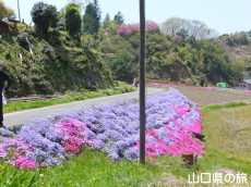 芝桜交流の里