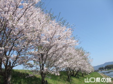 �c�z�{��̍�����