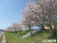 �c�z�{��̍�����