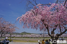 �c�z�{��͐�����̎}����