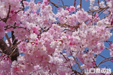 �c�z�{��͐�����̎}����